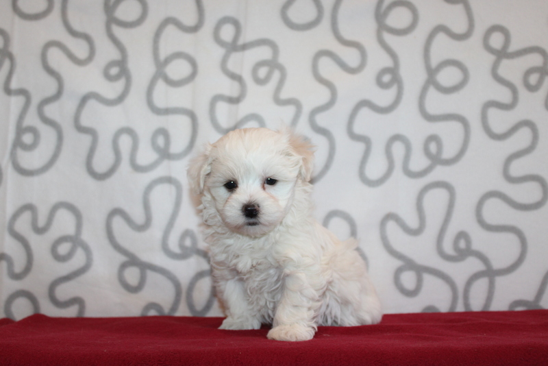 puppy, for, sale, Mini Bernedoodle F2, Matthew B. Stoltzfus, dog, breeder, Gap, PA, dog-breeder, puppy-for-sale, forsale, nearby, find, puppyfind, locator, puppylocator, aca